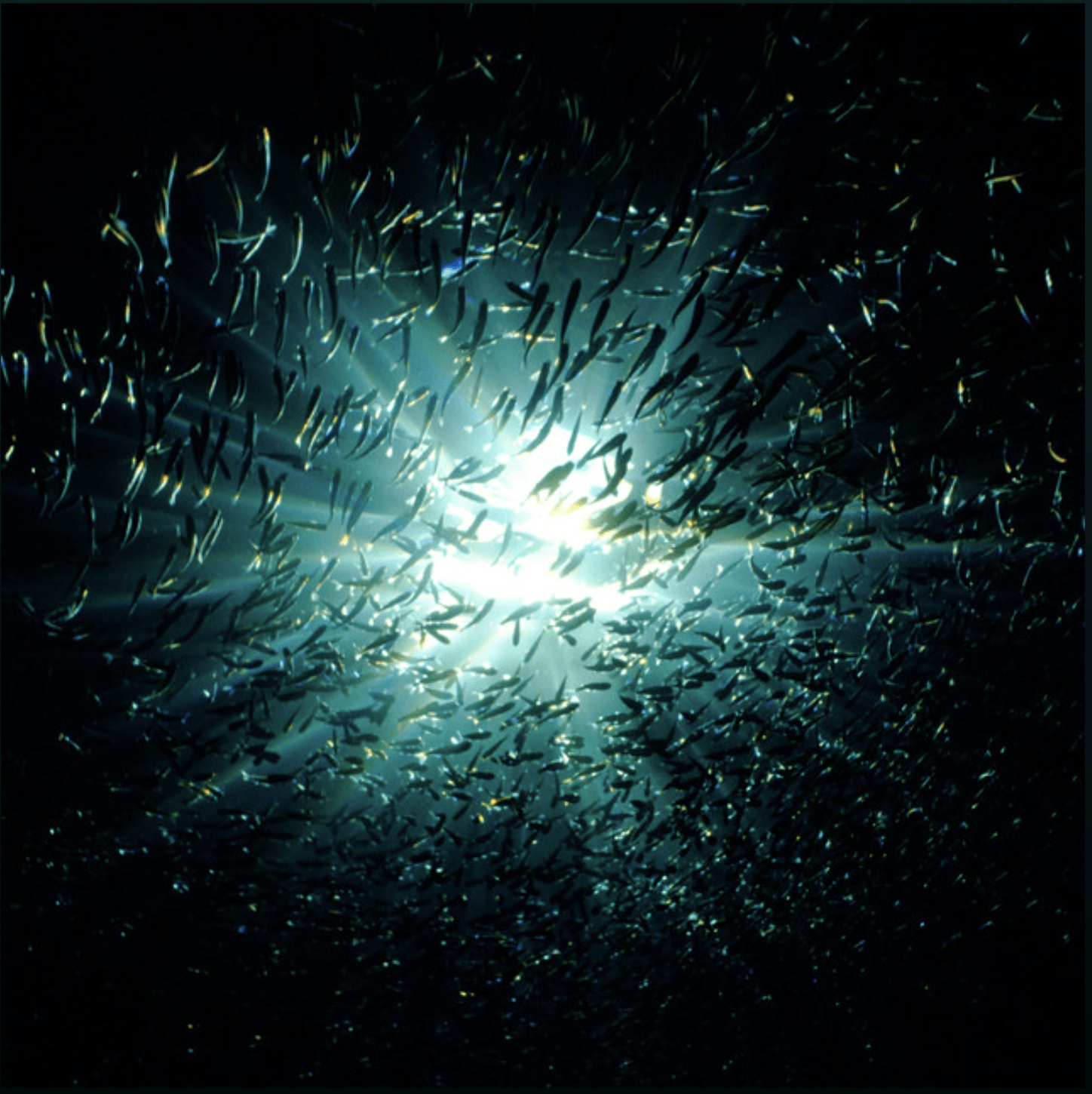 One Hand Clap (Original Video) by deep dive species